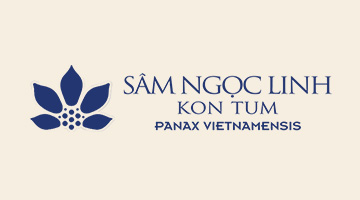Hợp tác giữa iSOGLASS và Sâm Ngọc Linh